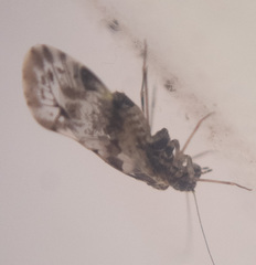 Trichadenotecnum majus