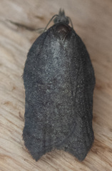 Acleris effractana
