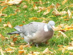 Columba palumbus
