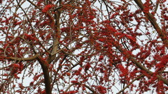 Vachellia xanthophloea