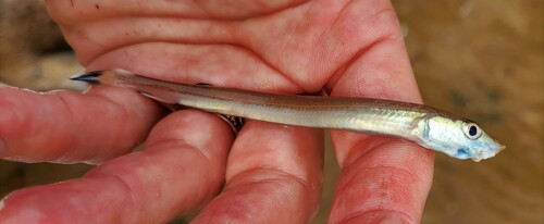 Sandfish (Gonorynchus forsteri) — Gonorynchidae — 3