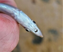 Gonorynchus forsteri