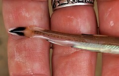 Gonorynchus forsteri