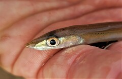 Gonorynchus forsteri