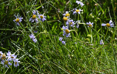 Brachyscome scapigera