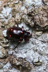 Sinocymbachus quadrimaculatus