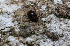 Sinocymbachus quadrimaculatus