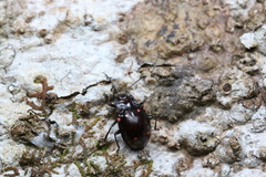 Sinocymbachus quadrimaculatus
