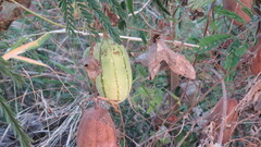 Luffa aegyptiaca
