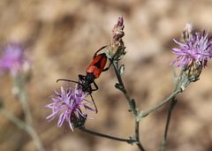 Stictoleptura cordigera