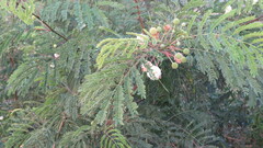 Leucaena leucocephala