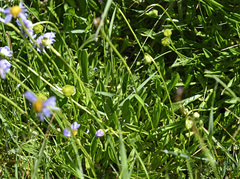 Brachyscome scapigera