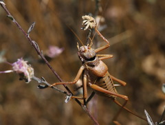 Ephippiger terrestris