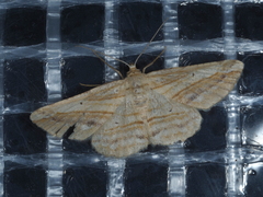 Syneora lithina
