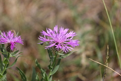 Centaurea uniflora