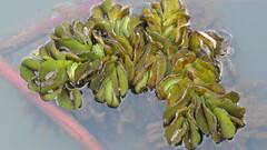 Salvinia molesta