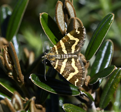 Chrysolarentia