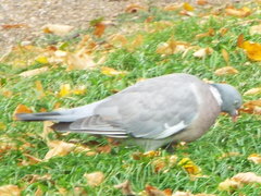 Columba palumbus