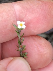 Lachnaea filicaulis