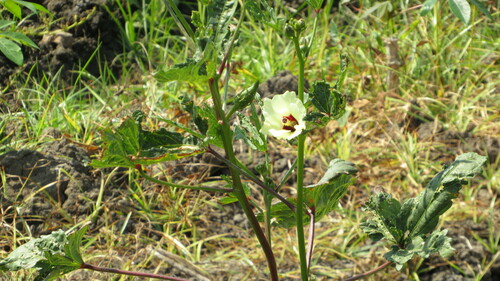 Image of Abelmoschus esculentus by no rights reserved