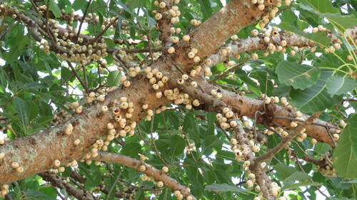 Ficus subpisocarpa