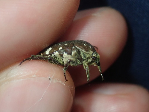 Photo of Brown Flower Beetle (Glycyphana stolata)