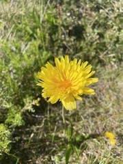 Microseris lanceolata