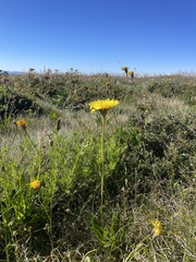 Microseris lanceolata