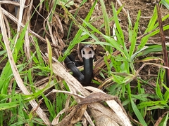 Naja sumatrana