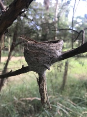 Rhipidura albiscapa