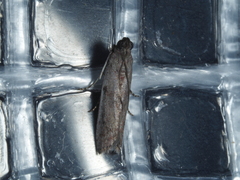 Cryptoblabes hemigypsa