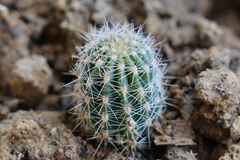Echinopsis
