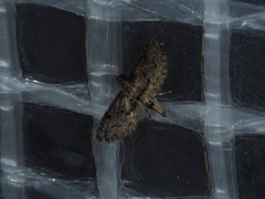 Sufetula hemiophthalma