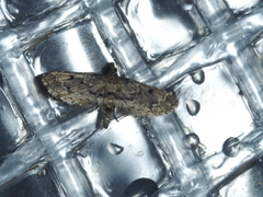 Sufetula hemiophthalma