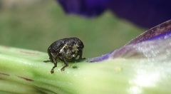 Mononychus punctumalbum