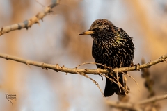 Sturnus vulgaris