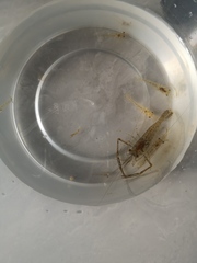 Macrobrachium nipponense