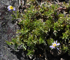 Brachyscome rigidula