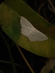 Scopula perlata