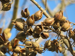 Paulownia tomentosa