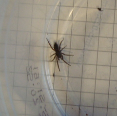 Gnaphosidae