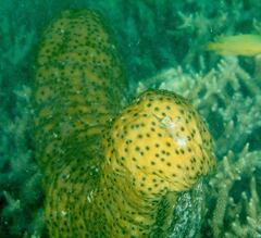 Stichopus herrmanni