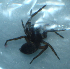 Gnaphosidae