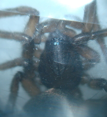 Gnaphosidae