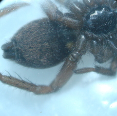 Gnaphosidae