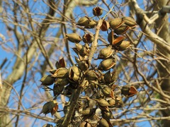 Paulownia tomentosa