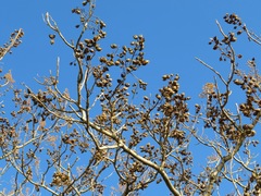 Paulownia tomentosa