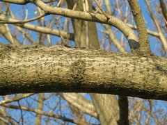 Paulownia tomentosa