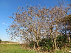 Paulownia tomentosa