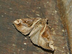 Hypena varialis